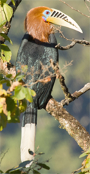 India, Rufous-necked Hornbill