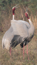 Sarus Crane, Saruskraanvogel
