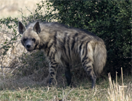 India, vogelreis, striped hyena 