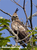 Bhut-M-hawk-eagle