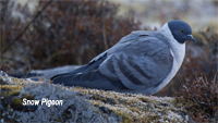 Bhut-snow-pigeon