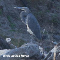 Bhut-wp-white-bellied heron