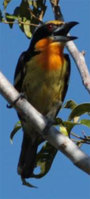 Gilded barbet, Colombia