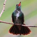 Glittering-throated Emerald, Colombia