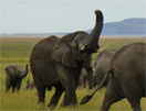 Tanolifant