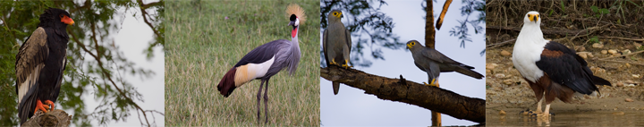 Oeganda, Blue Elephant, Big Five, Wildparken, Vogels