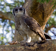 Verreaux Eagle Owl, Oeganda, Blue Elephant, Big Five, Wildparken, Vogels