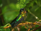 Fiery-throated Hummingbird, Panama, Blue Elephant, Vogelreis