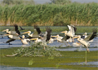 witte pelikanen, doneaudelta