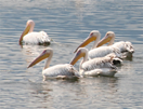 Roze pelikanen