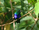 Violet-bellied Hummingbird, panama, vogelreis, Blue Elephant 