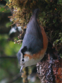 White-browed Nuthatch