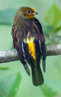 Yellow-rumped Honeyguide, Bhutan, Manas, Blue Elephant, Vogelreis