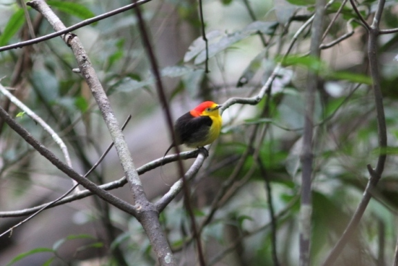 wire tailed manakin, Blue Elephant, Vogelreis, Colombia