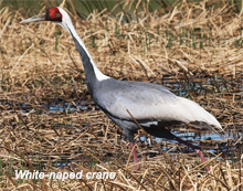 mong-white-naped crane1