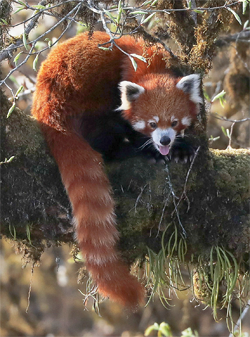 red panda, Blue Elephant, Birdwatching, Bhutan