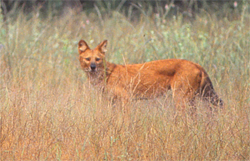 ind-dhole