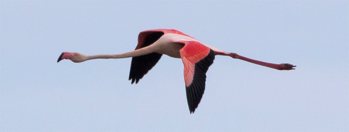 Kreta, flamingo