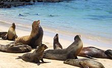 Galápagos cruise, landschildpad, landleguaan, zeeleguaan, fregatvogels, Ecuador, Galápagos-eilanden, Isla Isabela,north seymour