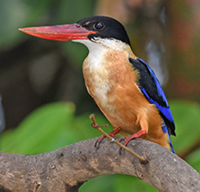 Goa-Black-capped Kingfisher
