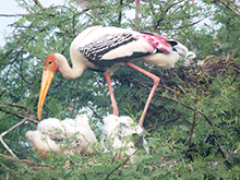 Blue Elephant, Painted stork, Bharatpur, India, vogels, zoogdieren, fotografiereis, darter